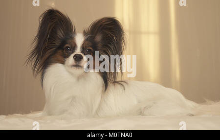 Giovane cane razze Papillon Continental Toy Spaniel giace sul letto Foto Stock