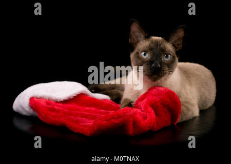 Punto di cioccolato gatto siamese gatto sdraiato con una calza di Natale, su sfondo nero Foto Stock