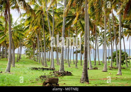 Le palme in Anakena Beach - Isola di Pasqua Foto Stock