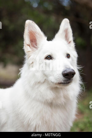 Bianco Pastore Tedesco Foto Stock