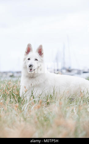 Bianco Pastore Tedesco Foto Stock