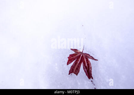 24 gennaio 2018 un acero Palmate (Acer palmatum, acero giapponese) su uno strato di neve Foto Stock