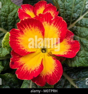 Una ripresa macro di un giallo e rosso primrose bloom. Foto Stock