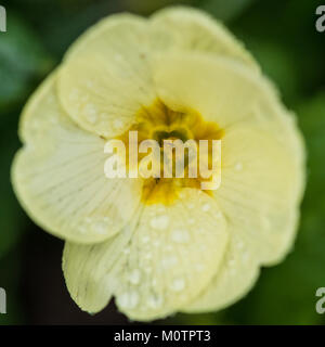 Una ripresa macro di un comune primrose bloom. Foto Stock