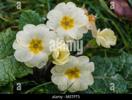 Una inquadratura ravvicinata di un inglese di primrose impianto. Foto Stock