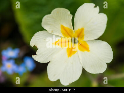 Una ripresa macro di un comune primrose bloom. Foto Stock