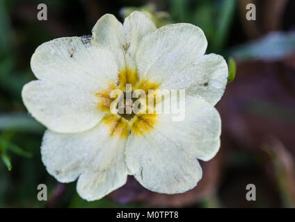 Una ripresa macro di un comune primrose bloom coperto di brina. Foto Stock