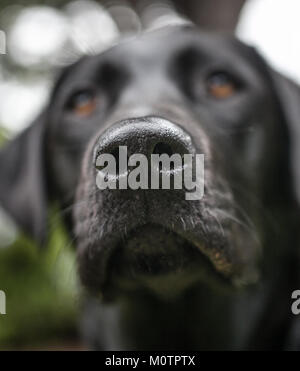 Close up di un labrador nero del naso Foto Stock