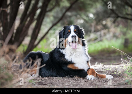 Bovaro del Bernese Foto Stock