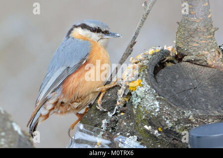 Eurasian picchio muratore (Sitta europaea) alla ricerca di cibo, su una struttura ad albero Foto Stock