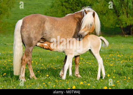 Cavalli avelignesi, un simpatico assetato il lattante puledro di bere latte da sua madre, è nursing dalla sua diga in una giornata di sole in primavera, Germania Foto Stock