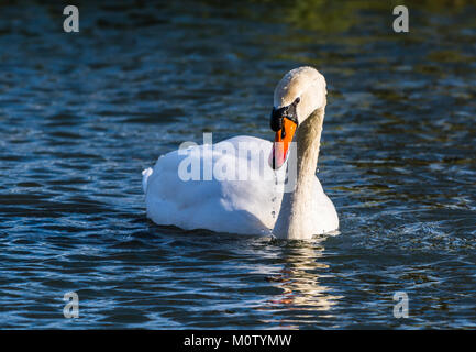 Cigno sul Lago di ottagono, Stowe, Buckinghamshire, UK Foto Stock