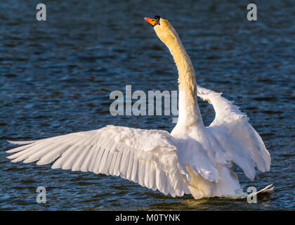 Cigno in inverno il sole sul lago di ottagono, Stowe, Buckinghamshire, UK Foto Stock