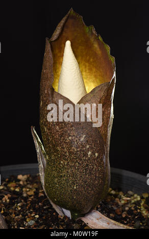 Amorphophallus opertus. Carrion Lily. Giglio Voodoo. Cadavere Lily. Il Vietnam Amorphophallus Foto Stock