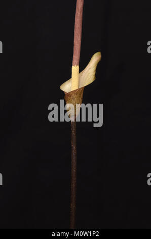 Amorphophallus coenobita. Carrion Lily. Giglio Voodoo. Cadavere Lily Foto Stock