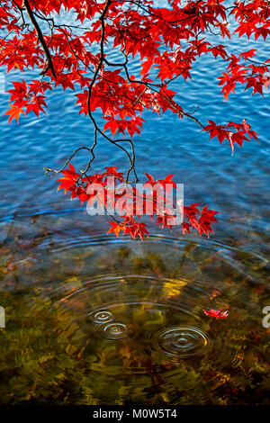 Un acero giapponese visualizzazione rosso vivace le foglie in autunno, sgocciolii rugiada e impostare contro lo sfondo blu del lago e di foglie cadute sotto l'acqua. Foto Stock