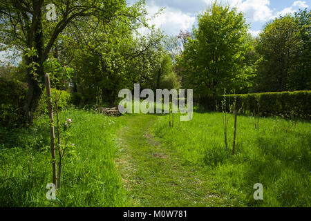 Fruit trees growing in the QEII Jubilee Orchard at Whipsnade, Bedfordshire, England. A joint project between Whipsnade village and the National Trust. Foto Stock