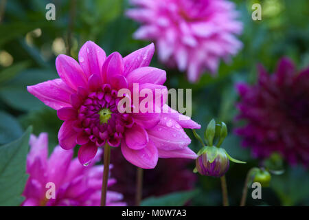 Rosa vibranti Dahlia's con gocce di pioggia sui loro petali, la lunga frontiera dahlia entro il giardino murato di Rousham House in Oxfordshire, Inghilterra. Foto Stock