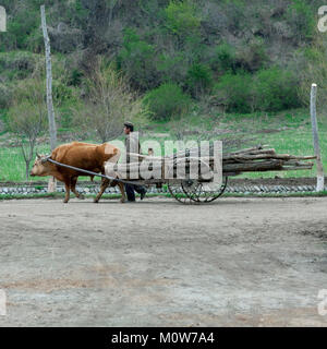 Nord coreano contadino con un bue tira un carrello riempito con legno, Nord Hamgyong Provincia, Jung Pyong Ri, Corea del Nord Foto Stock