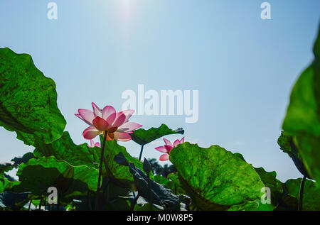 Fiori di loto sotto il cielo azzurro in primavera. Foto Stock