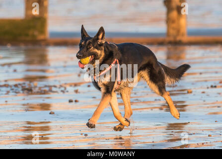 Pastore Tedesco o cane alsaziano in esecuzione su di una spiaggia di sabbia con una palla nella sua bocca. Foto Stock