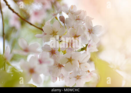 Close-up di immagine delicato, bianco, primavera giapponese di fiori di ciliegio Foto Stock