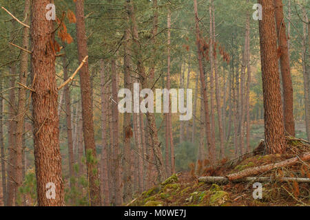 Foresta di alberi di pino Foto Stock