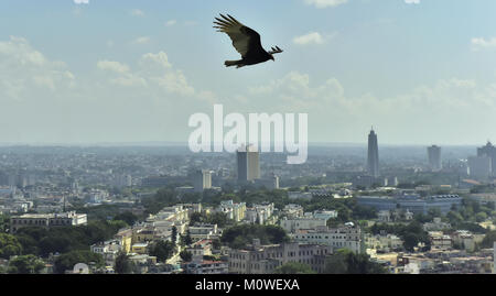 Il avvoltoi americani (Cathartidae Lafresnaye) a svettare su Havana Cuba. Birds Eye vista sulla città dell Avana, Cuba. Foto Stock