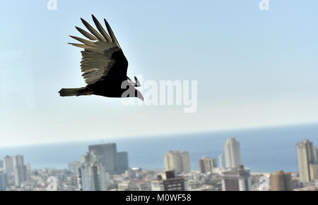 Il avvoltoi americani (Cathartidae Lafresnaye) a svettare su Havana Cuba. Birds Eye vista sulla città dell Avana, Cuba. Foto Stock