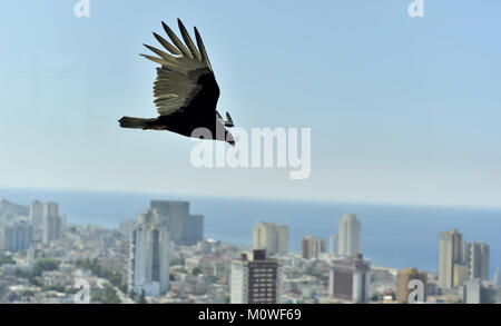 Il avvoltoi americani (Cathartidae Lafresnaye) a svettare su Havana Cuba. Birds Eye vista sulla città dell Avana, Cuba. Foto Stock