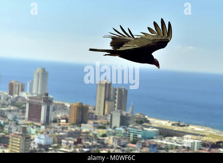 Il avvoltoi americani (Cathartidae Lafresnaye) a svettare su Havana Cuba. Birds Eye vista sulla città dell Avana, Cuba. Foto Stock