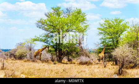 Due Giraffe mangiare le foglie da grandi alberi di mopane nel Parco Nazionale di Kruger in Sud Africa Foto Stock
