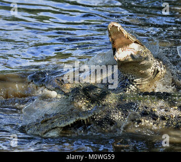 Attacco di coccodrillo. Coccodrillo cubano (Crocodylus rhombifer). Il coccodrillo cubano salta fuori dall'acqua. Cuba Foto Stock