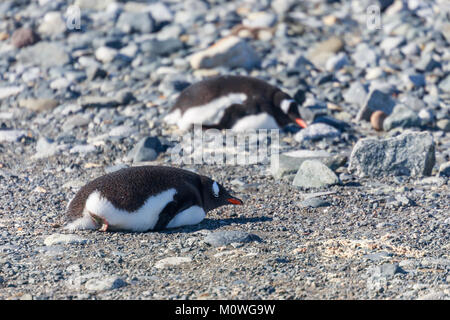 I pinguini Gentoo rilassante sulle pietre, de Cuverville Island, Antartico Foto Stock