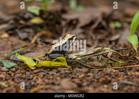 La rana bicolore nelle tenute di caffè di Madykeri. Queste rane sono endemiche per l'India. Foto Stock