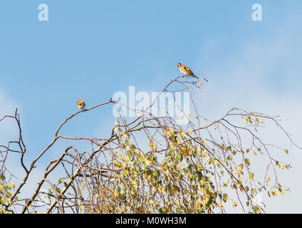 Una coppia di cardellino condividono un treetop persico. Foto Stock