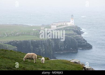 Pecora con agnello di pascolare su una scogliera e Neist Point Lighthouse nella nebbia sull'Isola di Skye, Ebridi Interne, Highlands scozzesi, Scotland, Regno Unito Foto Stock