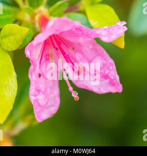 Una ripresa macro di un'azalea colore rosa bloom. Foto Stock