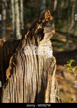 Vista dettagliata del vecchio ceppo nella foresta con il sole Foto Stock