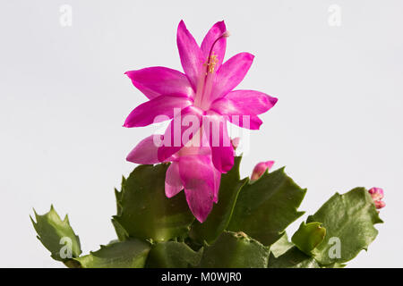 Primo piano di fiori di cactus di Natale rosa e magenta su sfondo bianco che mostrano alcuni germogli e rami verdi Foto Stock