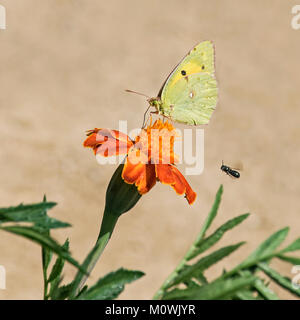 Farfalla gialla nuvolosa Colias crocceus con ali chiuse che si nutrono un marigold e essere inseguito da minuscola mosca o gnat su uno sfondo beige sfocato Foto Stock
