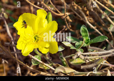 una piccola ape sui petali di una serata gialla enotera primorroofa drummondii fiore in un ambiente naturale di ramoscelli e foglie Foto Stock