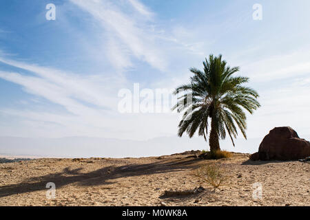 dattero la palma accanto a un masso su una collina deserta con le nuvole striate e le montagne nebulose sullo sfondo Foto Stock