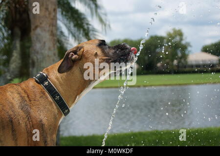 Dog bevande fuori di una fontana in una giornata calda. Foto Stock