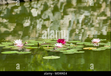 Bella viola ninfee galleggianti su un lago Foto Stock