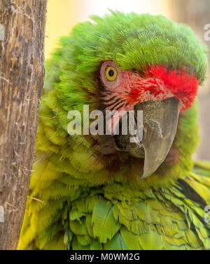 Vista ravvicinata di un macaw militare (Ara militaris) Foto Stock