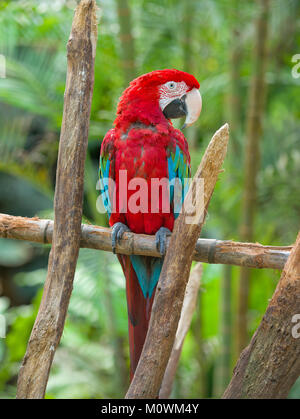 Rosso Blu parrot seduto sul ramo di legno in cerca di me nella fotocamera in forrest di giorno. Foto Stock