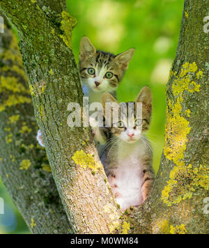 Due gattino grigio in una struttura ad albero Foto Stock