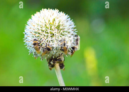 Bumblebee raccogliere il polline di un fiore giallo Foto Stock