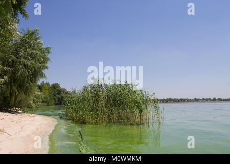 Inquinamento idrico ecologia. blooming pond. fioriture algali, verde spiaggia sul lago Foto Stock